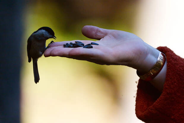 Москвичей научили кормить залетных птиц