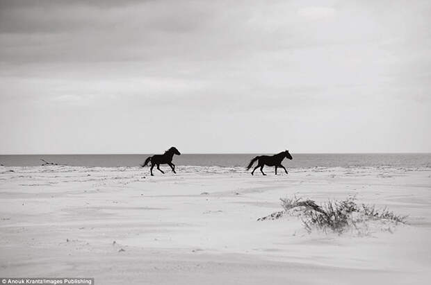 С тех пор, как люди оставили лошадей жить самостоятельно, животные отлично приспособились к местному климату. Фото: Anouk Masson Krantz.