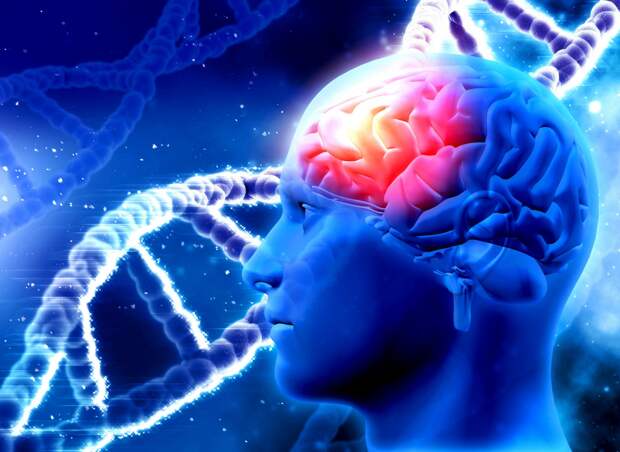 Мозг играет удивительную роль в восстановлении после инфаркта