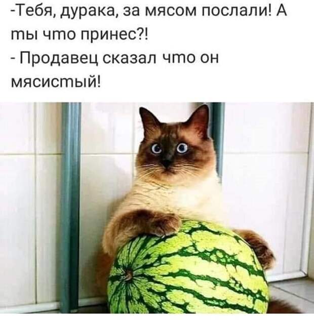 Котопост животные, коты, прикол, юмор