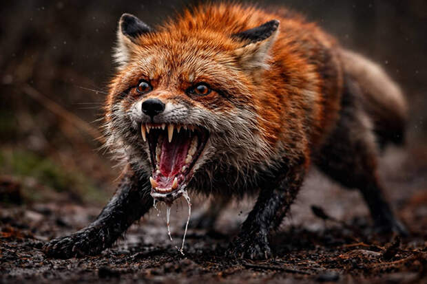 Необычная смерть собаки стала причиной карантина под Новосибирском