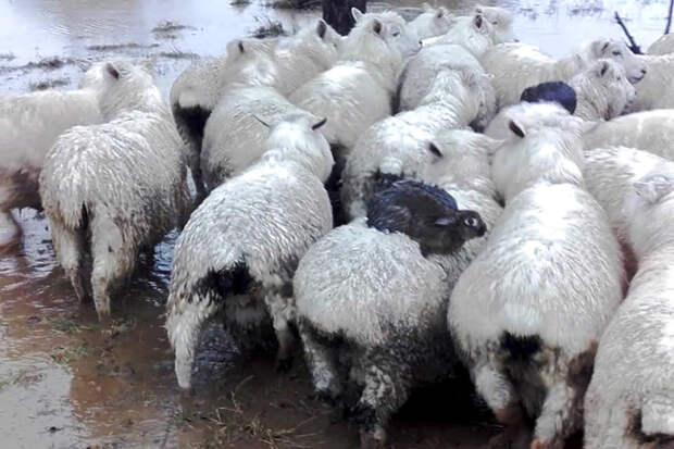 Дикие новозеландские кролики спаслись от наводнения на спинах овец