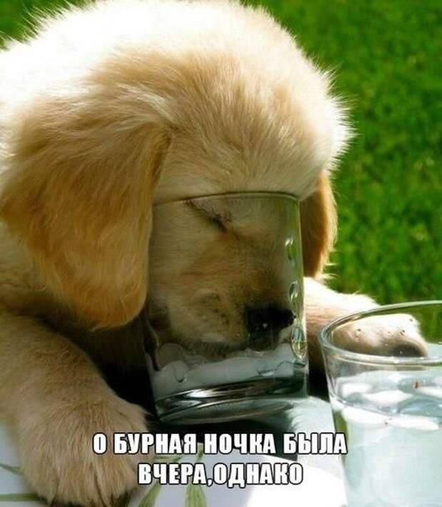 Забавные картинки с надписями для веселья (11 фото) Забавные картинки с надписями для веселья (11 фото)