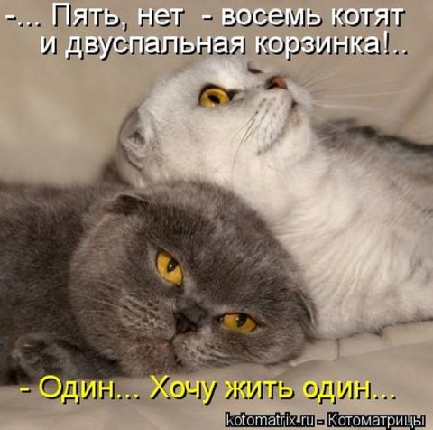 Котоматрицы