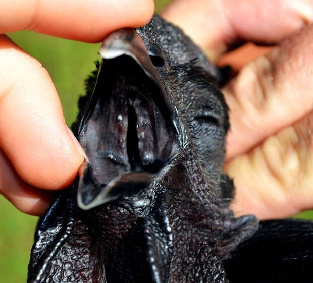 Аям чемани: уникальная порода кур черного цвета