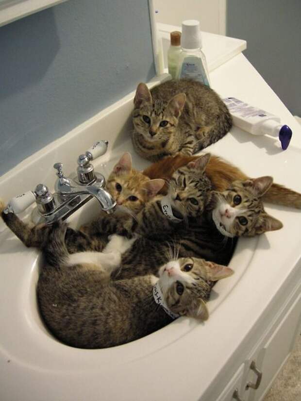 20+ котеек, которые пренебрегают всеми известными законами физики