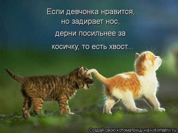 Котоматрицы(картинки с надписями)