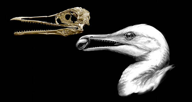 fossil dino like bird skull
