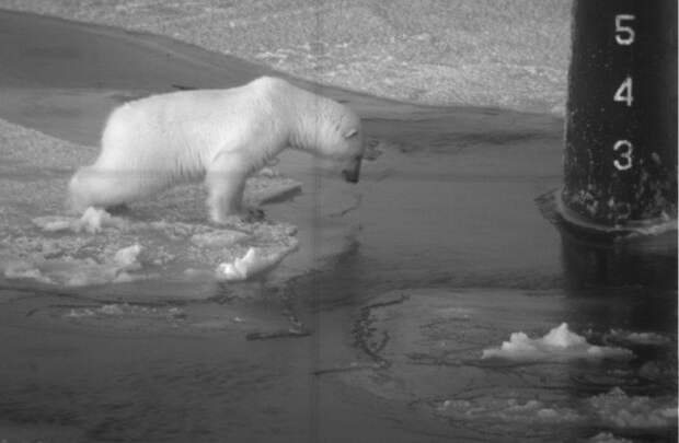 Полярный медведь, рассматривает подводную лодку, Полярный круг, 1967 год. история, люди, мир, фото