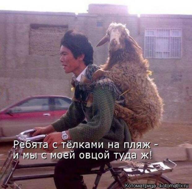 Котоматрицы(картинки с надписями)
