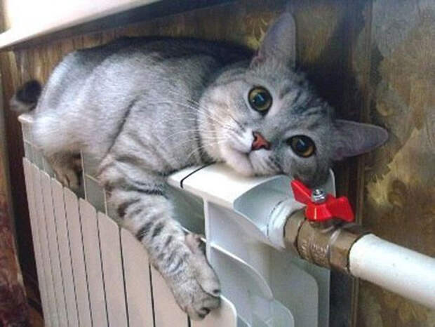 Смешные коты вновь попали в объектив фото камер