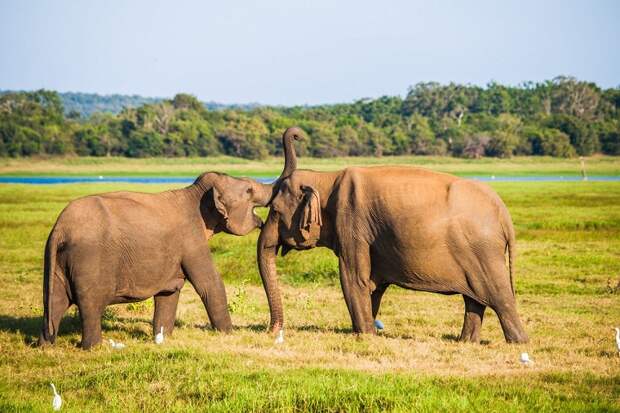 Власти Шри-Ланки запрещают пластик, чтобы спасти слонов