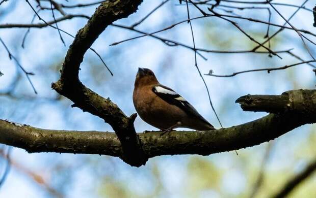 Гребень скандинавского антициклона принесёт в Петербург похолодание