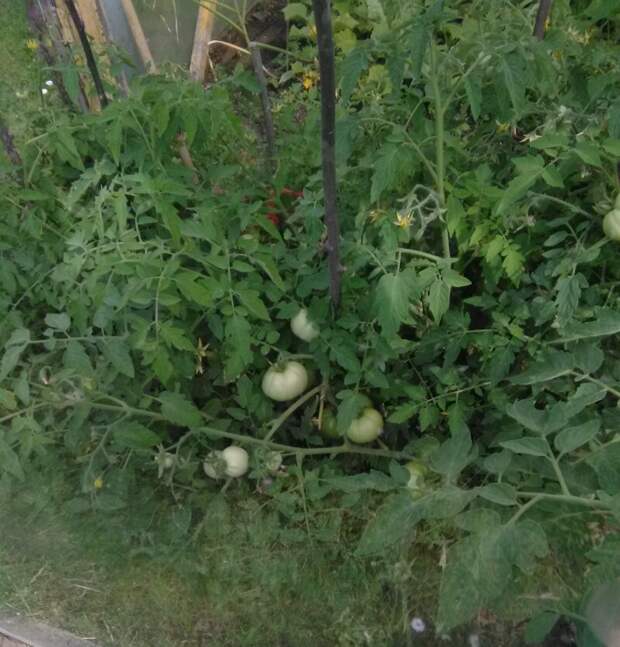 Как растут помидоры в Подмосковье на 6-ти сотках 6 соток, парник, помидоры