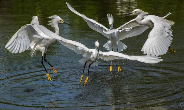 Все победители фотоконкурса «Focus on Nature 2014»