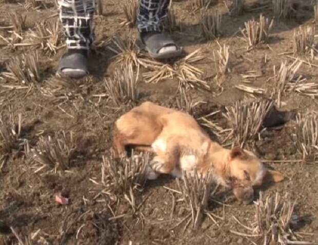 Человек возле собаки Собака на земле