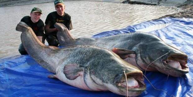 samyj bolshoj som 650x330 Топ 10 Самые большие пресноводные рыбы в мире