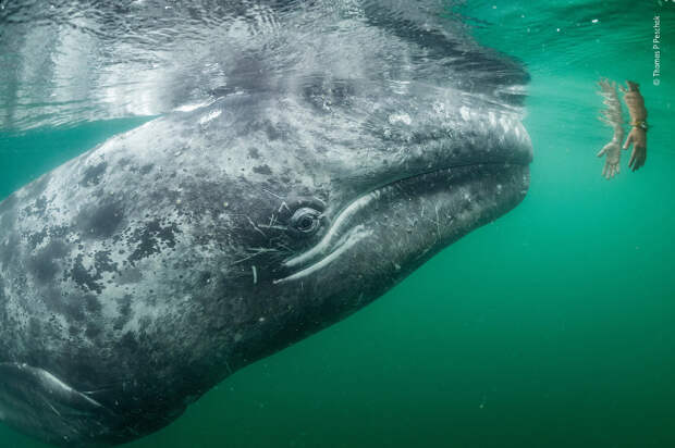 Любопытный серый кит и человек