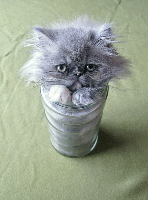 Стакан с котом. Стакан с котом.