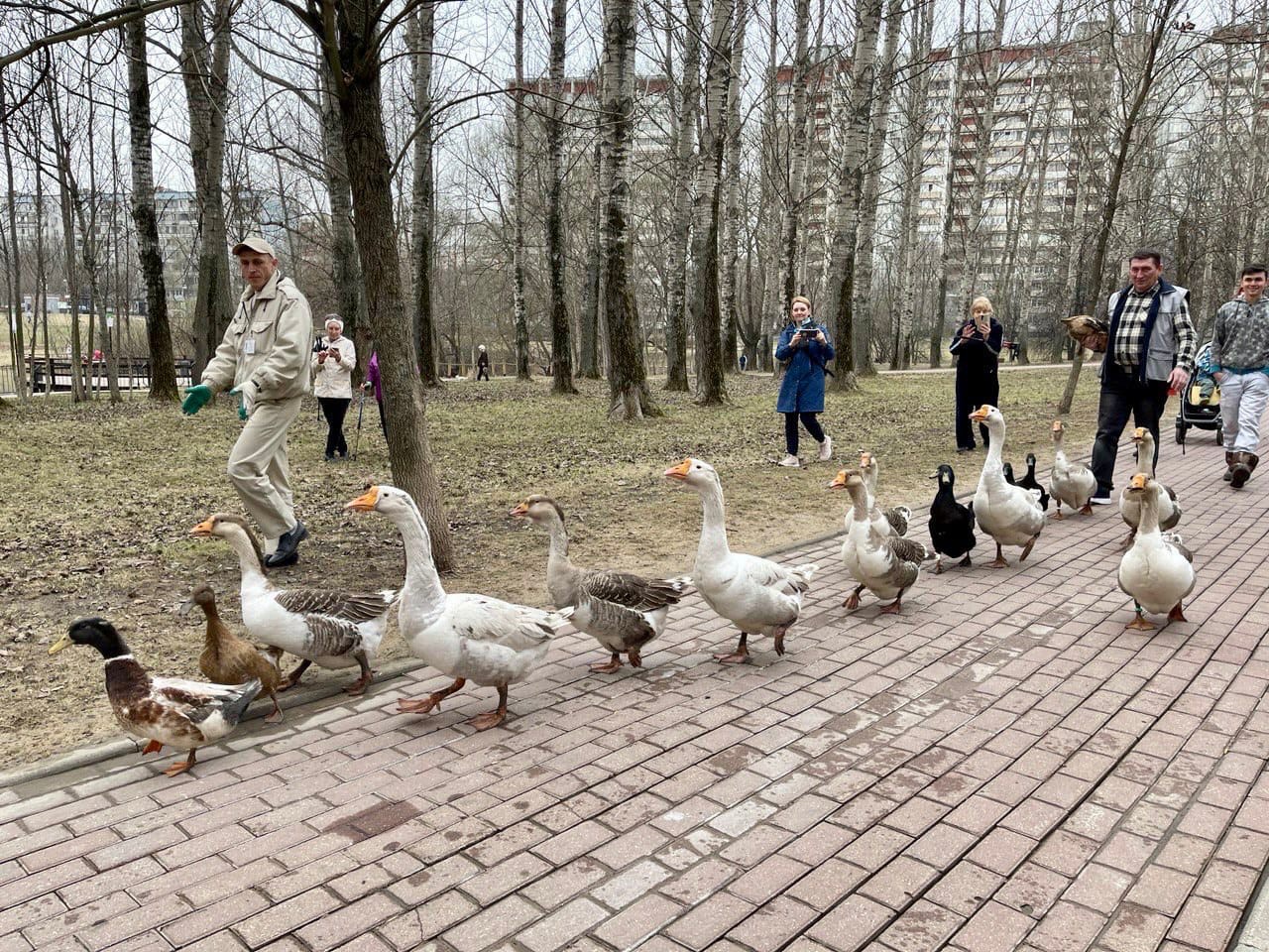 В сквер по Олонецкому проезду вернулись белые лебеди