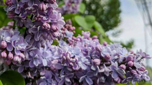 Россиян предупредили о штрафах за сбор сирени в парках и скверах