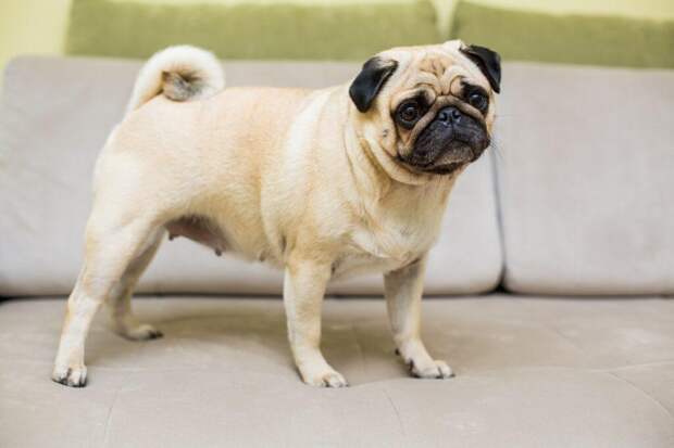 Как правильно вычесывать мопса: простые советы по уходу