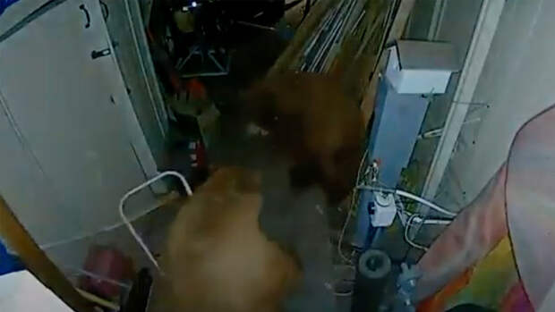 Два медведя устроили драку в сарае американки и попали на видео