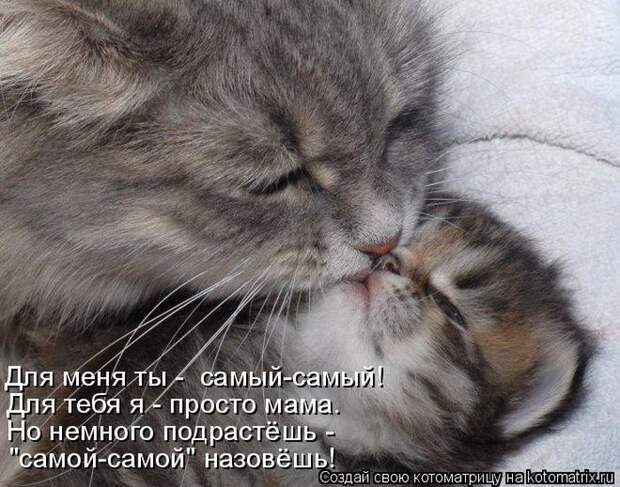 Лучшие котоматрицы недели (50 фото)