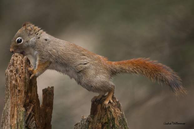 Фотография забавная жизнь белок Andre Villeneuve Фотография забавная жизнь белок Andre Villeneuve