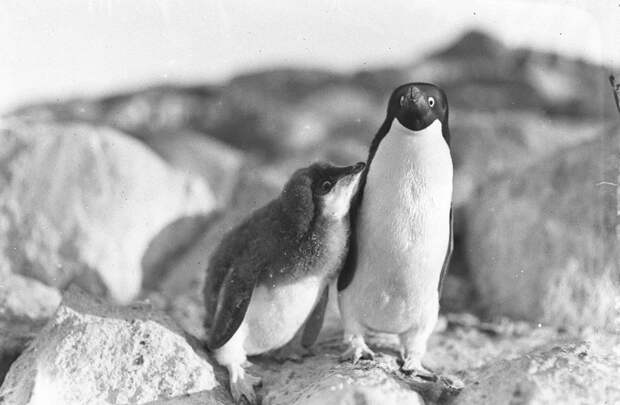 Первая Австралийская антарктическая экспедиция в фотографиях Фрэнка Хёрли 1911-1914 44