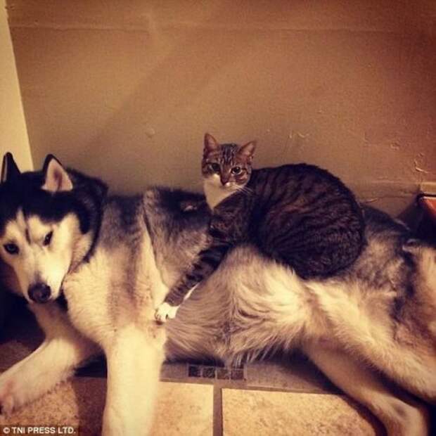 Кошки, заснувшие на собаках (28 фото)