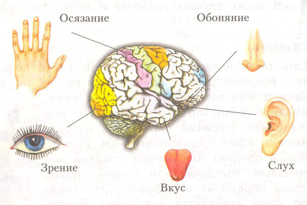 10. Дополнительные чувства. Защитные системы, организм, человек