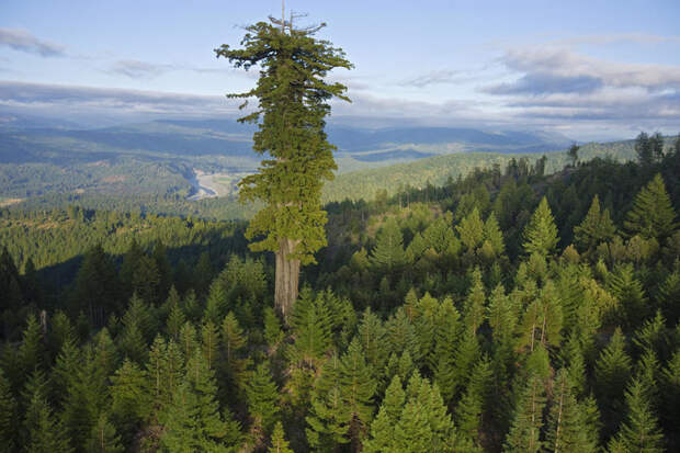 Самое высокое дерево мира (Sequoia sempervirens) - Гиперион (115,61 метров) деревья, невероятное, природа, удивительное, флора