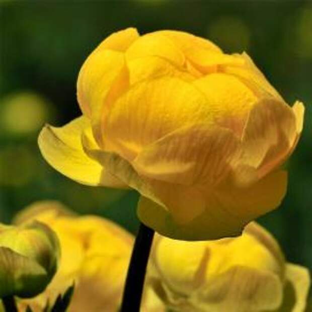 Купальница европейская (Trollius europaeus)