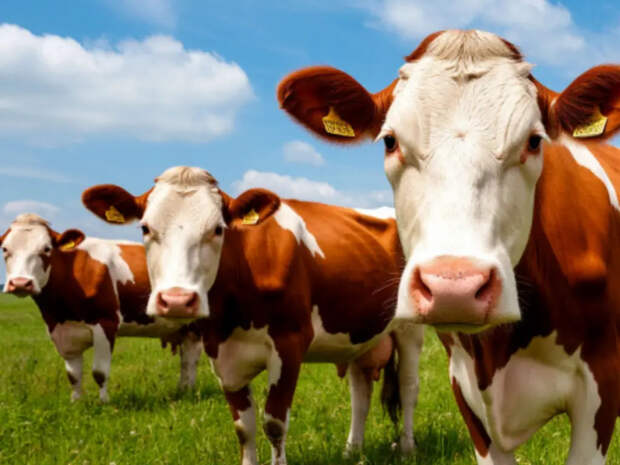 Вынужденная мера: Геннадий Онищенко прокомментировал уничтожение животных в Новосибирской области