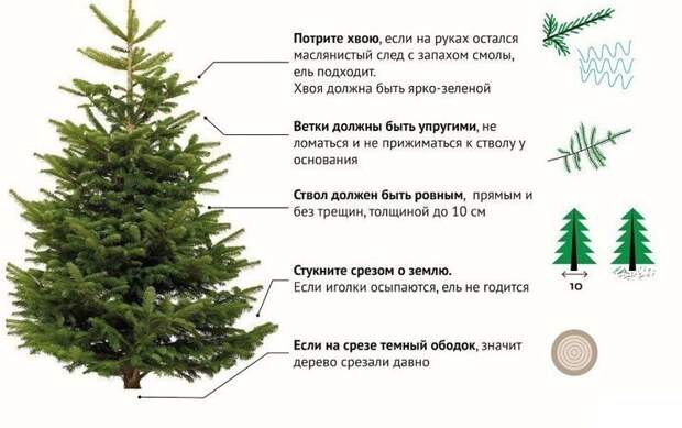 Как правильно выбрать елку