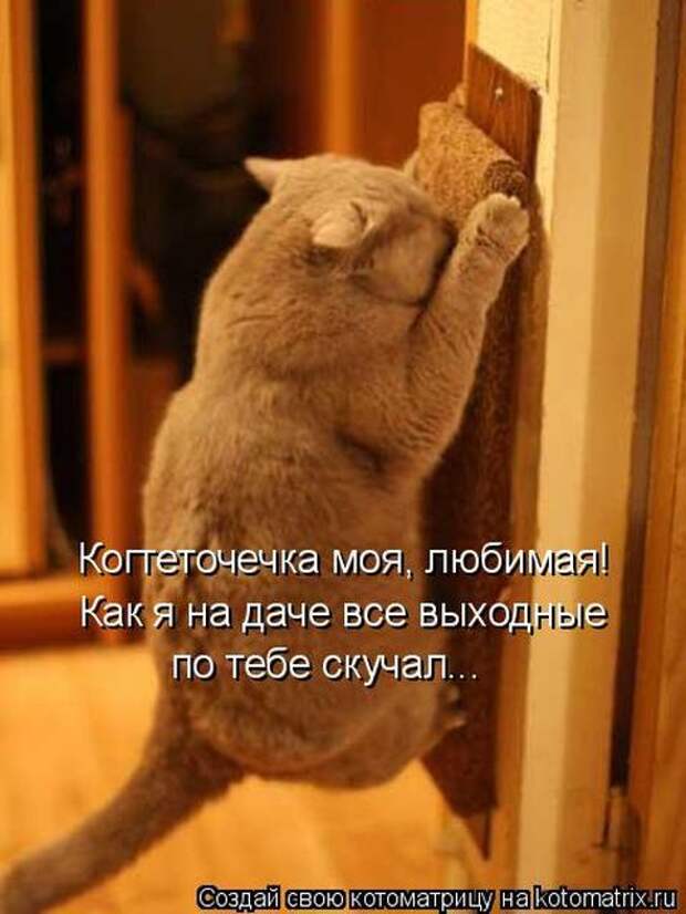 Лучшие котоматрицы недели (50 фото)