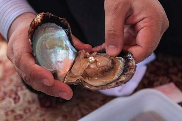 Жемчужины образовываются в раковинах моллюсков. / Фото: Zen.yandex.ru
