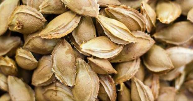 just-a-handful-of-these-seeds-kill-cancer-cells-better-than-chemotherapy-600x316