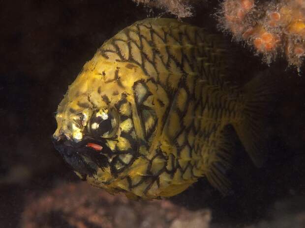 Австралийский шишечник (Cleidopus gloriamaris) 