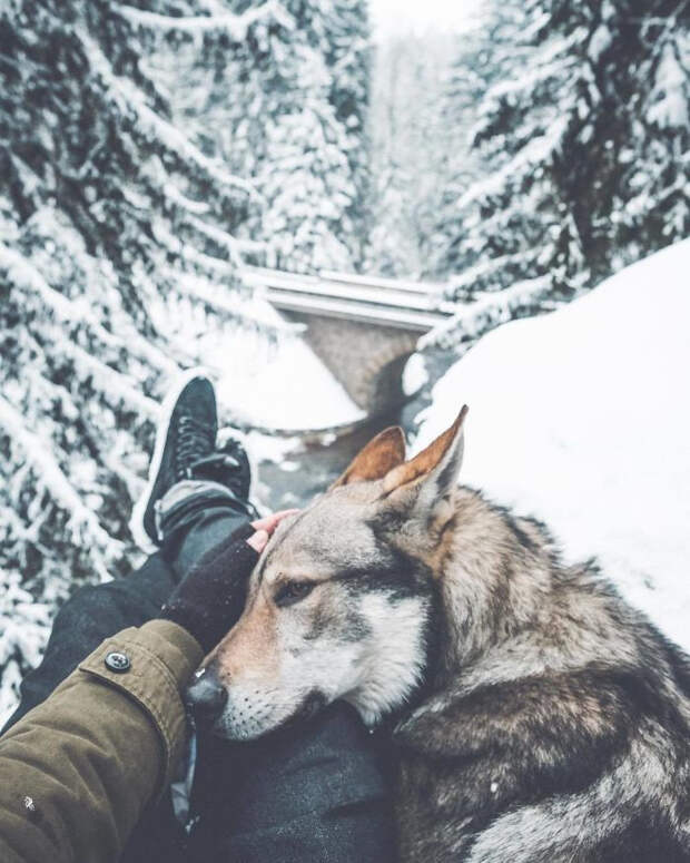 Парень вывел хэштег #FollowMeTo на новый уровень, используя для этого свою собаку Парень вывел хэштег #FollowMeTo на новый уровень, Хонза Регачек, Honza Řeháček, собака по кличке Ситке