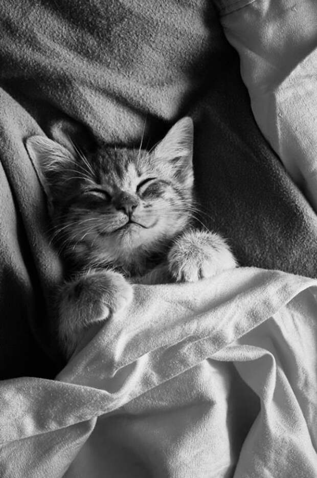 25 улыбающихся котов, глядя на которых на душе становится веселее кошка улыбается, улыбающиеся коты, коты улыбаки