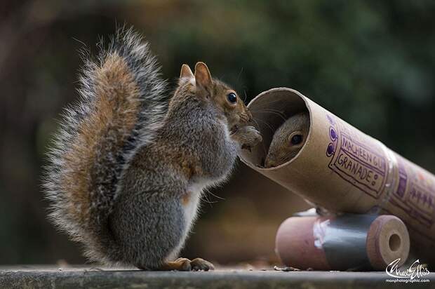 CuriousSquirrels16 Любопытные белки в кадре британского фотографа