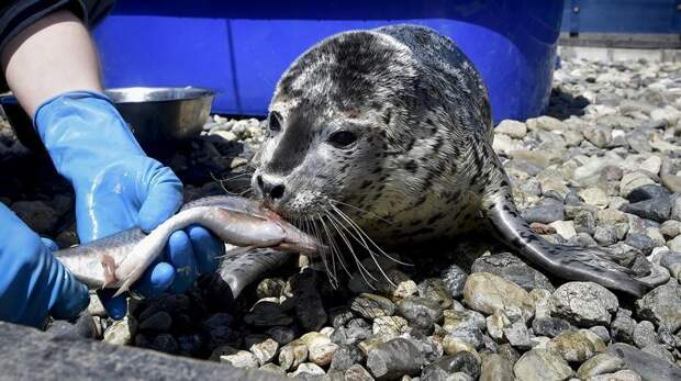Подъём в шесть утра и помощь волонтёров Дальний Восток, помощь животным, тюлененок, тюлени, тюлень