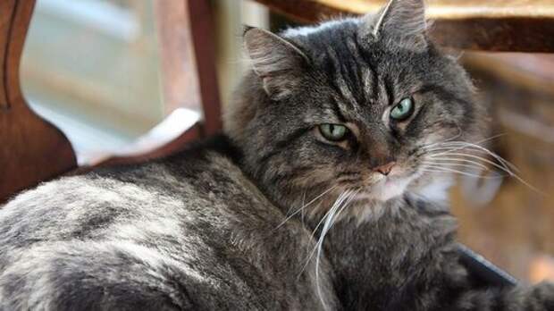 Слепо – глухой Пусик