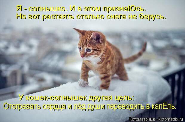 Котоматрица: Я - солнышко. И в этом признаЮсь. Но вот растаять столько снега не берусь. У кошек-солнышек другая цель: Отогревать сердца и лёд души переводи