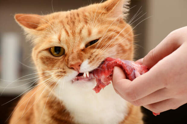 Само собой можно мясо! Но сырое. /Фото: animalwellnessmagazine.com.