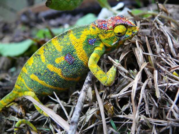 Самые колоритные хамелеоны chameleons05 800x600 Самые колоритные хамелеоны