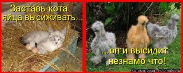 Отличная коллекция котоматриц (25 шт)