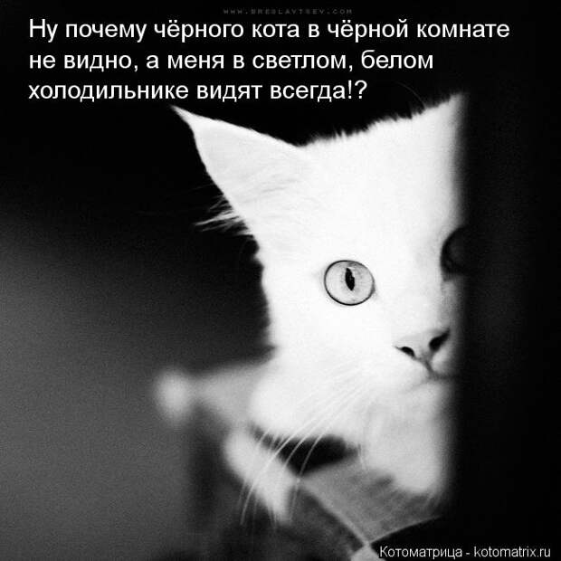 Котоматрица: Ну почему чёрного кота в чёрной комнате не видно, а меня в светлом, белом  холодильнике видят всегда!?